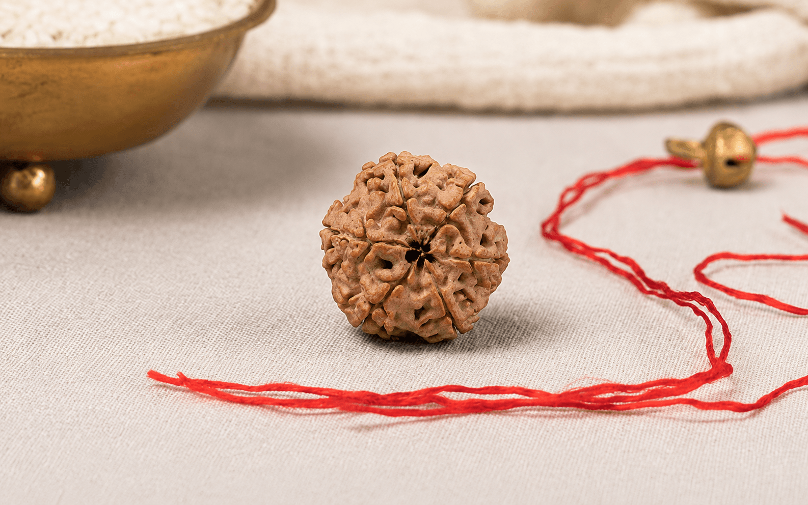 6 Mukhi Rudraksha